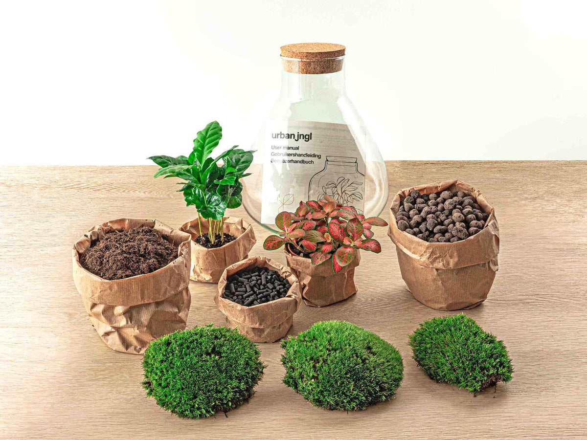 Everspring Flaschengarten Sammie Coffea, 26 cm hoch, mit Rake und Schaufel, Pflanze in Glasbehälter, grüner Kaffeebaum, Thumbnail.
