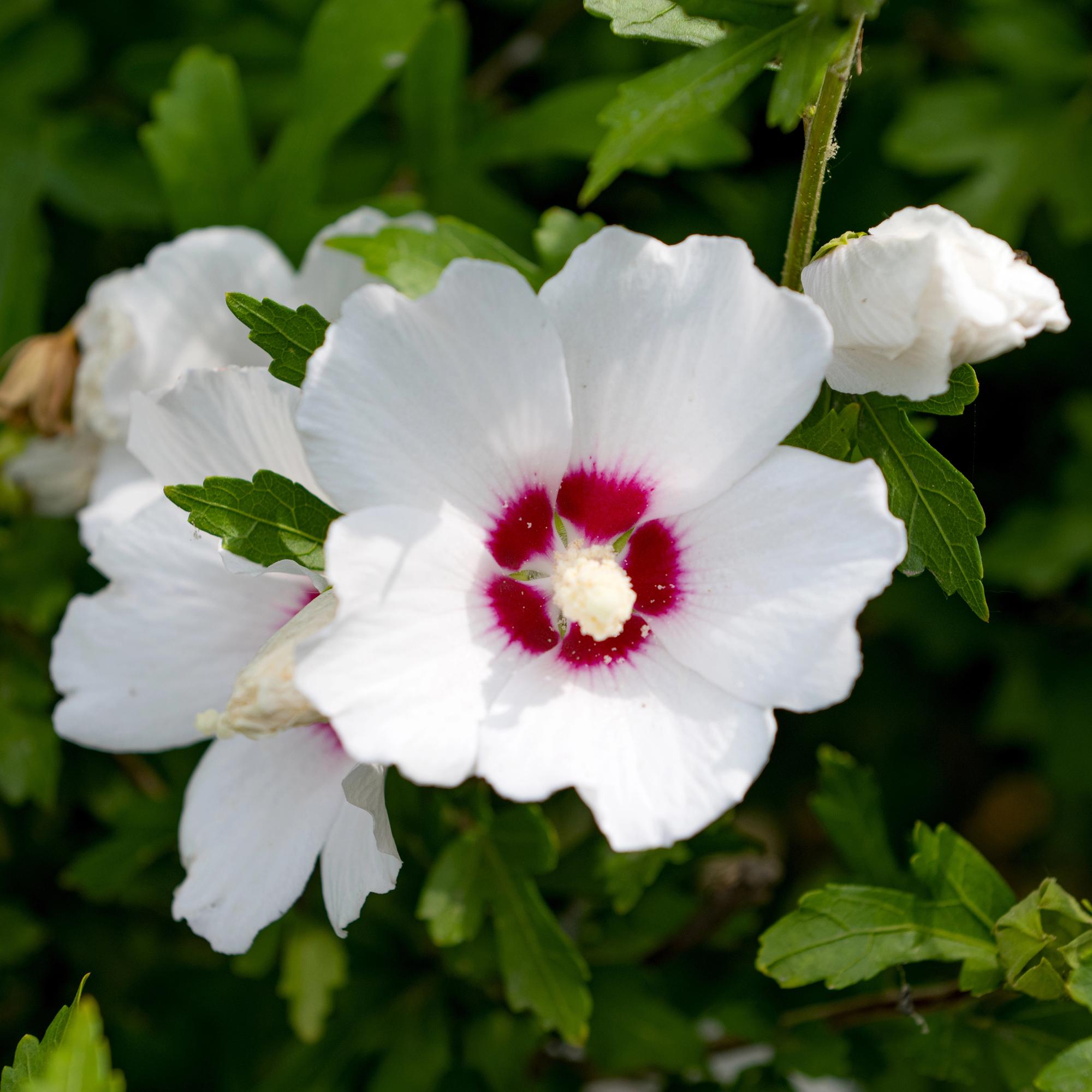 Everspring Hibiscus syriacus Red Heart Pflanze mit weißen Blüten und rotem Herzen, laubabwerfend, Topf 17cm, Höhe 45cm