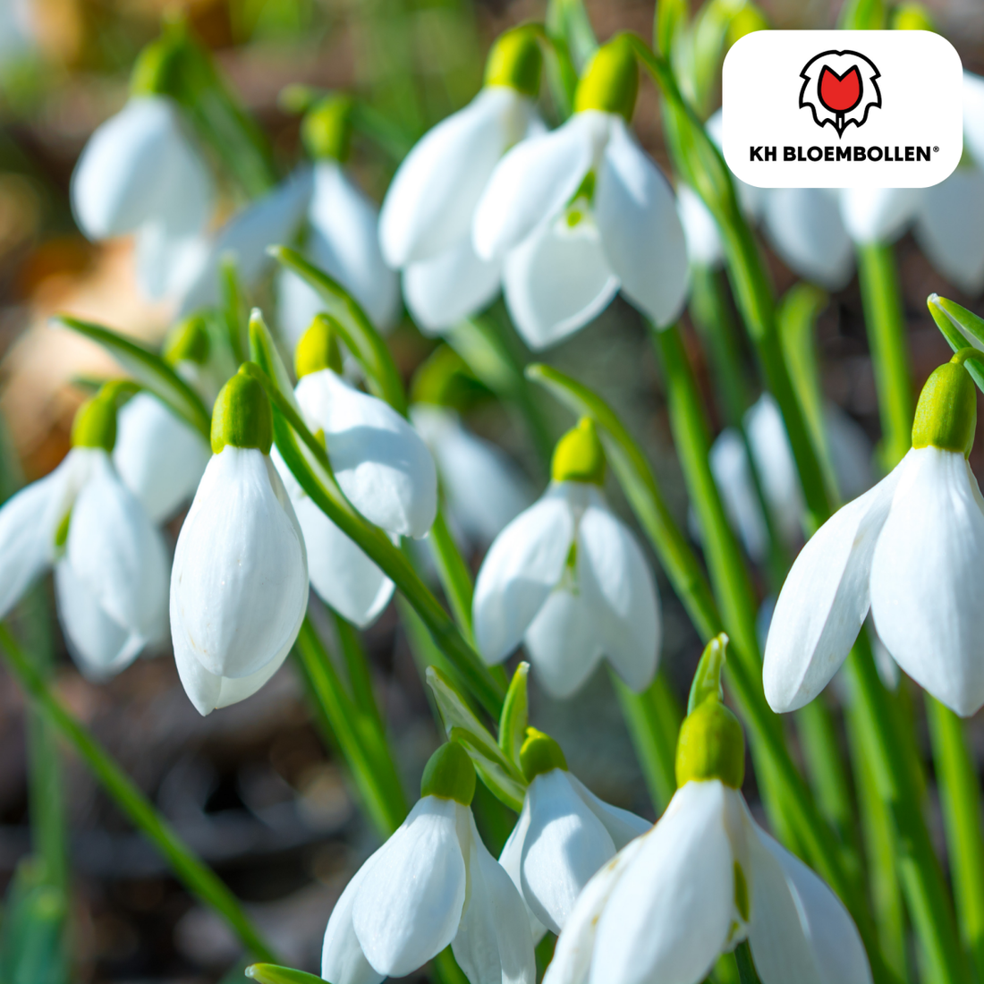 Schneeglöckchen – 30 Stück | Frühlingsbote für deinen Garten - Wurzelwerk Design