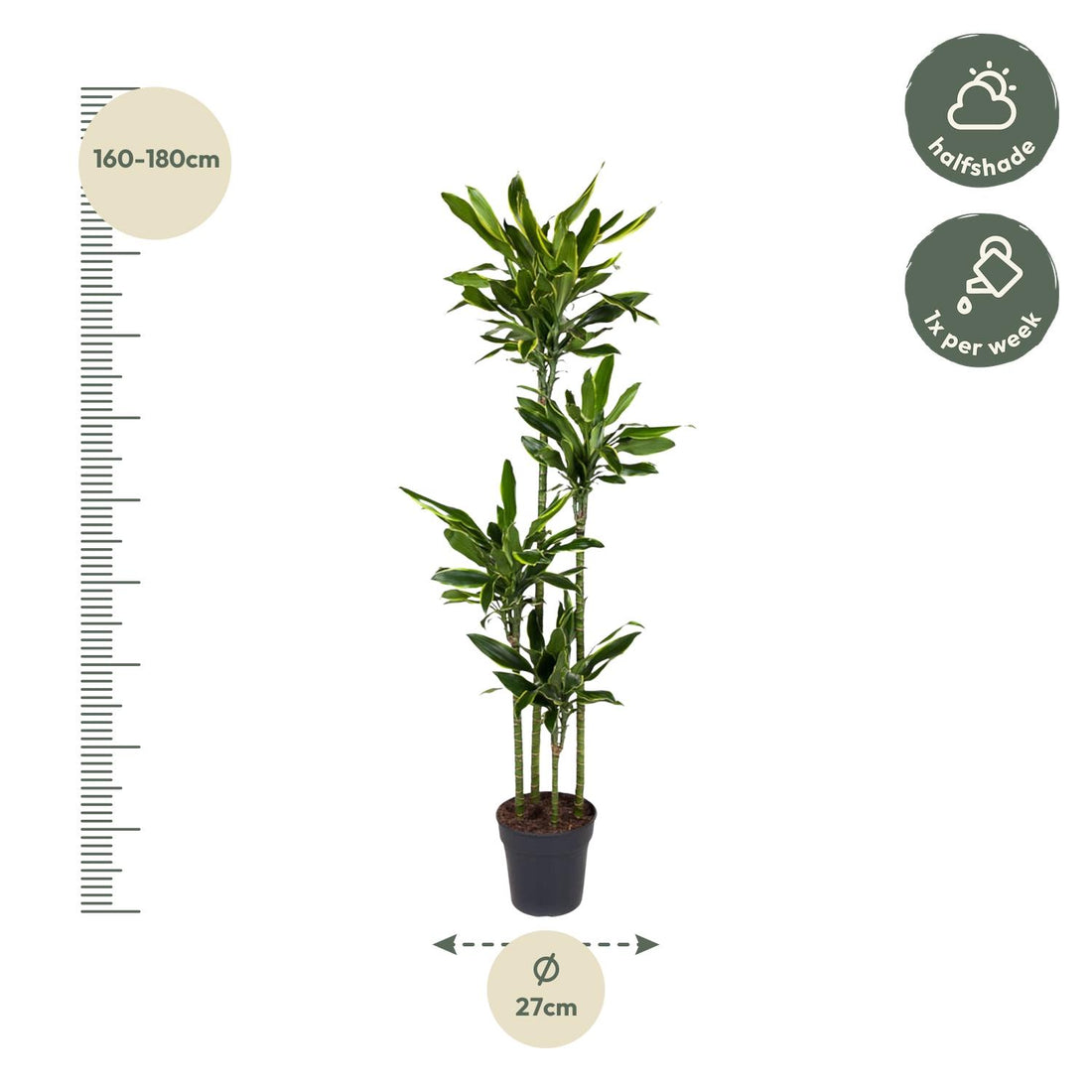Everspring Dracaena Golden Coast Pflanze, 170 cm hoch mit einem Durchmesser von 27 cm, grüne Blätter, dekorativ und pflegeleicht.