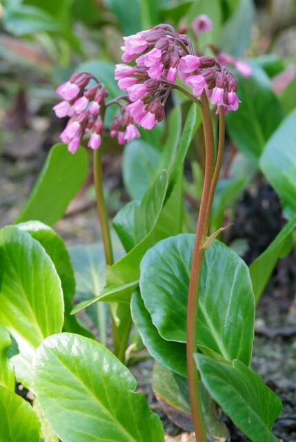 24x Bergenia cordifolia ‘Herbstblüte’ – Herbstblühende Bergenie für Beete &amp; Rabatten – Höhe 10–25 cm – Ø 9 cm - Wurzelwerk Design