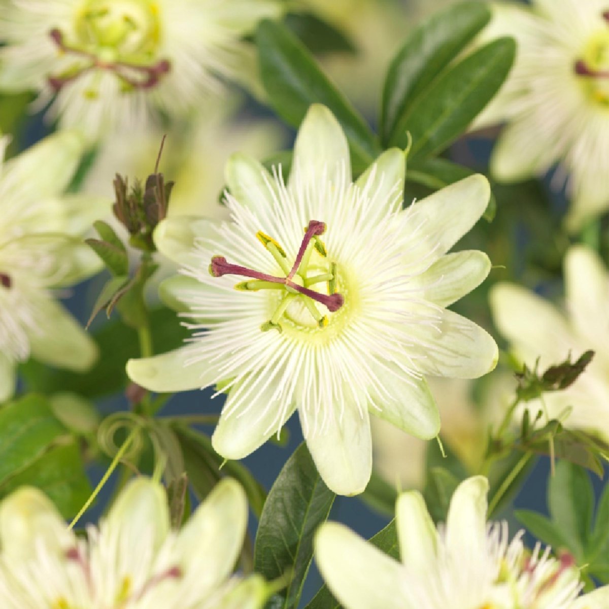 Passionsblume Passiflora Avalanche | Weiße Blüten – 2 Pflanzen 40 cm Ø11 cm Topf - Wurzelwerk Design