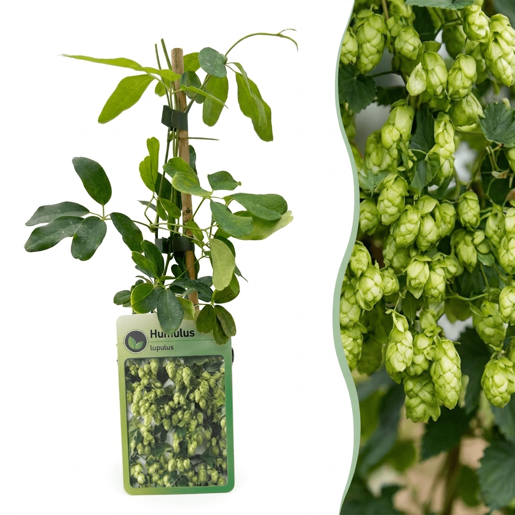 Hopfen &