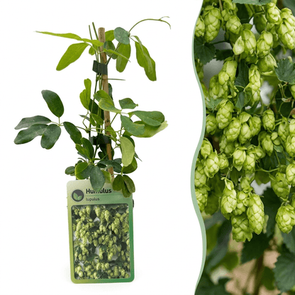 Hopfen &