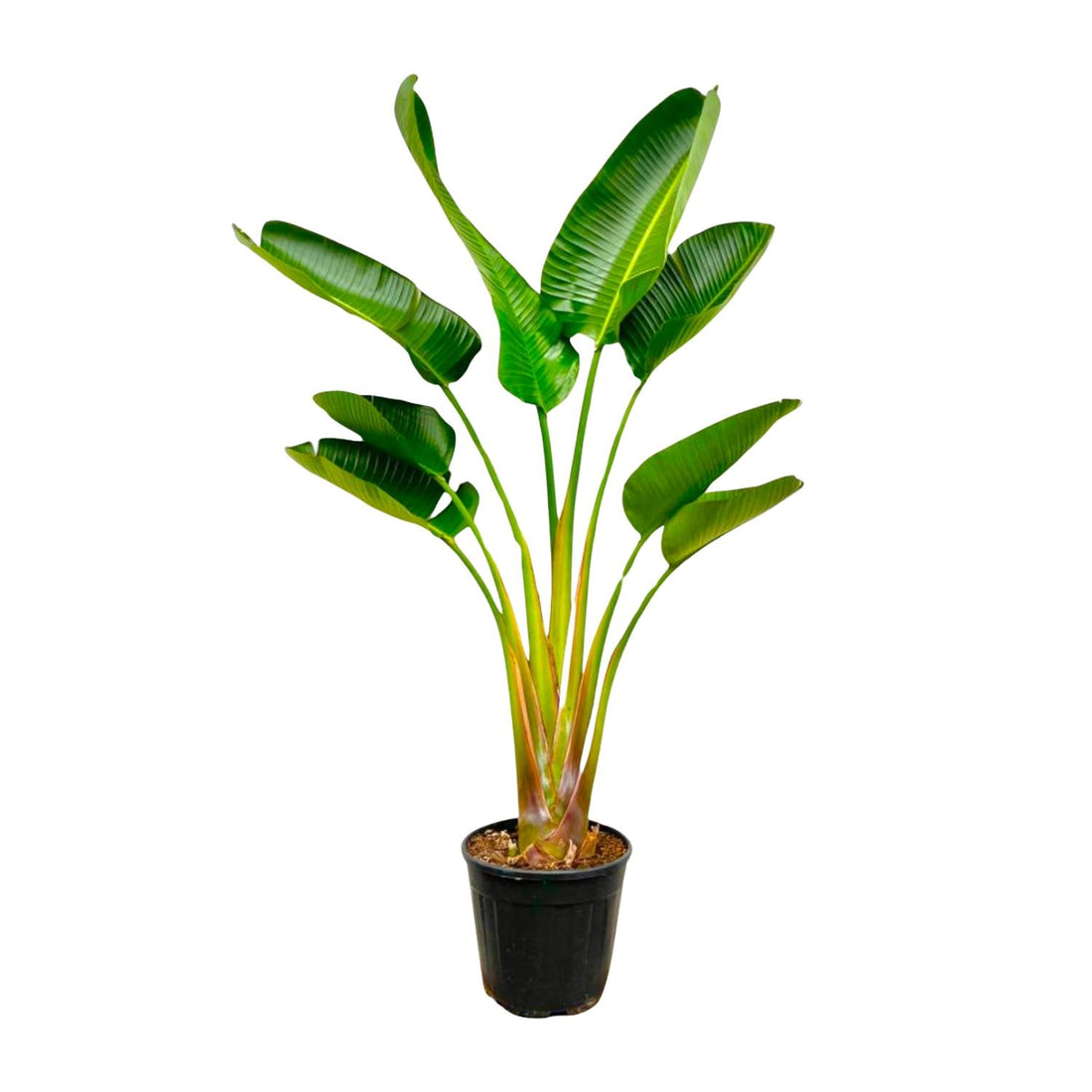 Große Strelitzia Augusta XL-XXXL Pflanze von Everspring mit weißen Blüten und exotischem Paradiesvogel-Blumenfoto