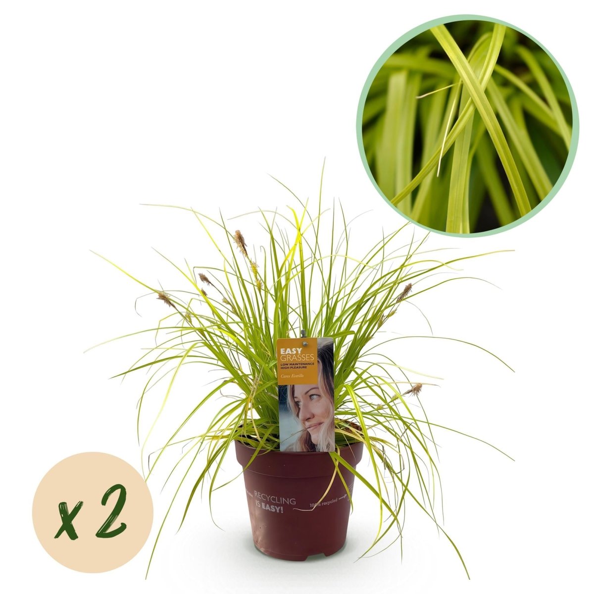 Carex &