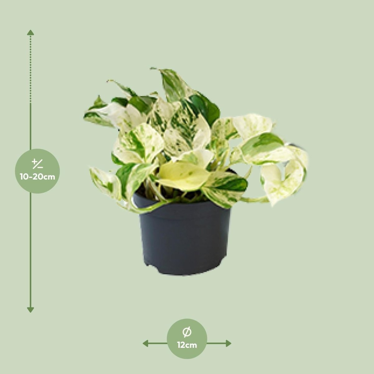 PROMO - Epipremnum Happy Leaf - Scindapsus - Ø12cm - ↕15cm - Wurzelwerk Design