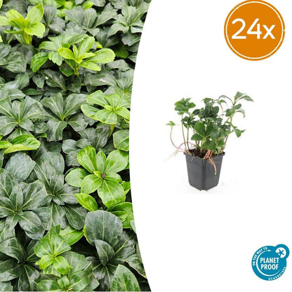 Pachysandra terminalis ‘Green Sheen’ – 24 Pflanzen, Ø 9 cm Topf, Höhe 10–25 cm – Immergrüner Bodendecker für Schattenlagen - Wurzelwerk Design