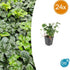 Pachysandra terminalis ‘Green Sheen’ – 24 Pflanzen, Ø 9 cm Topf, Höhe 10–25 cm – Immergrüner Bodendecker für Schattenlagen - Wurzelwerk Design