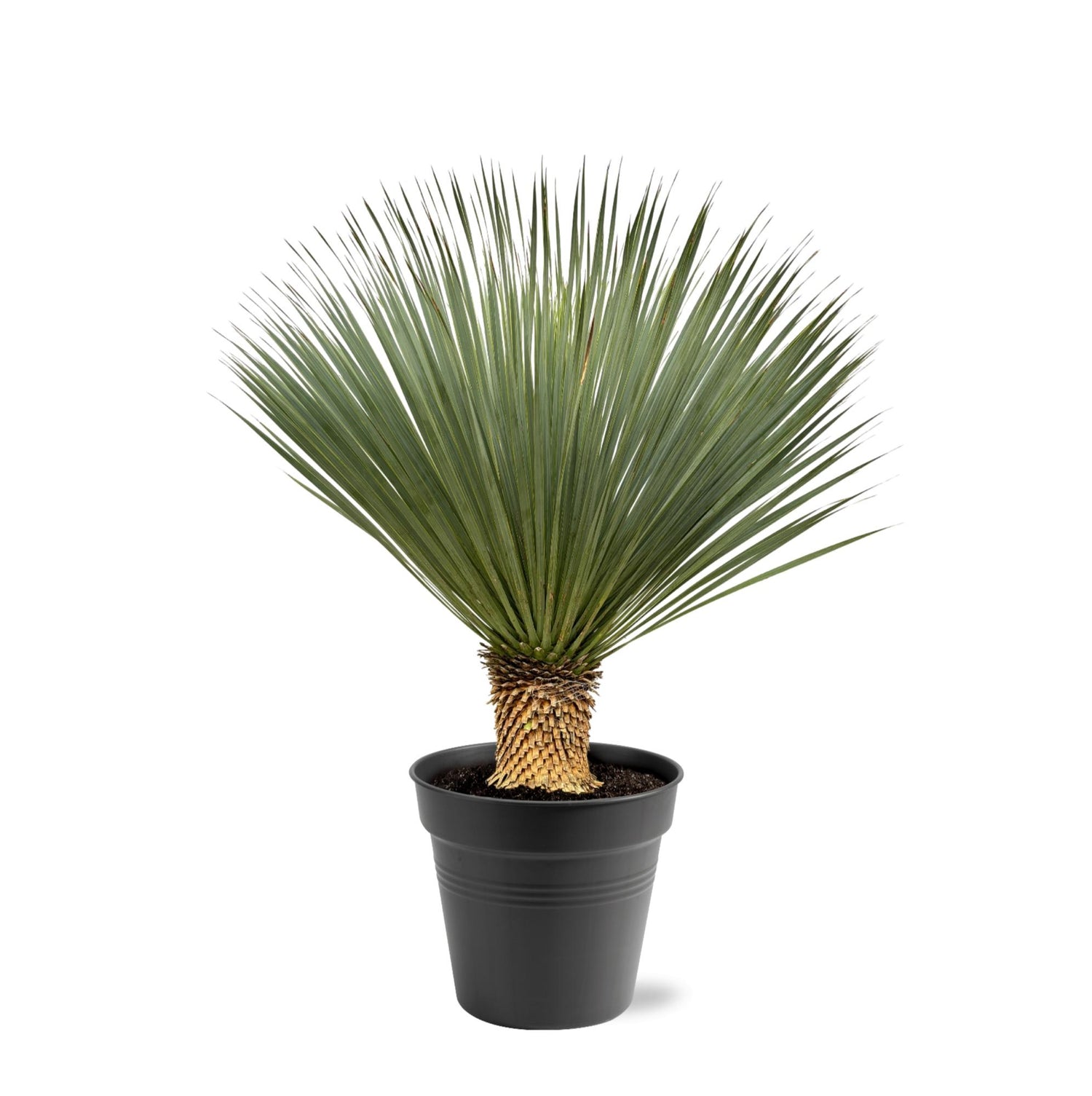 Everspring Yucca rostrata, robuste Palmlilie, grüne Pflanze mit schmalen Blättern, ideal für Garten und Zuhause