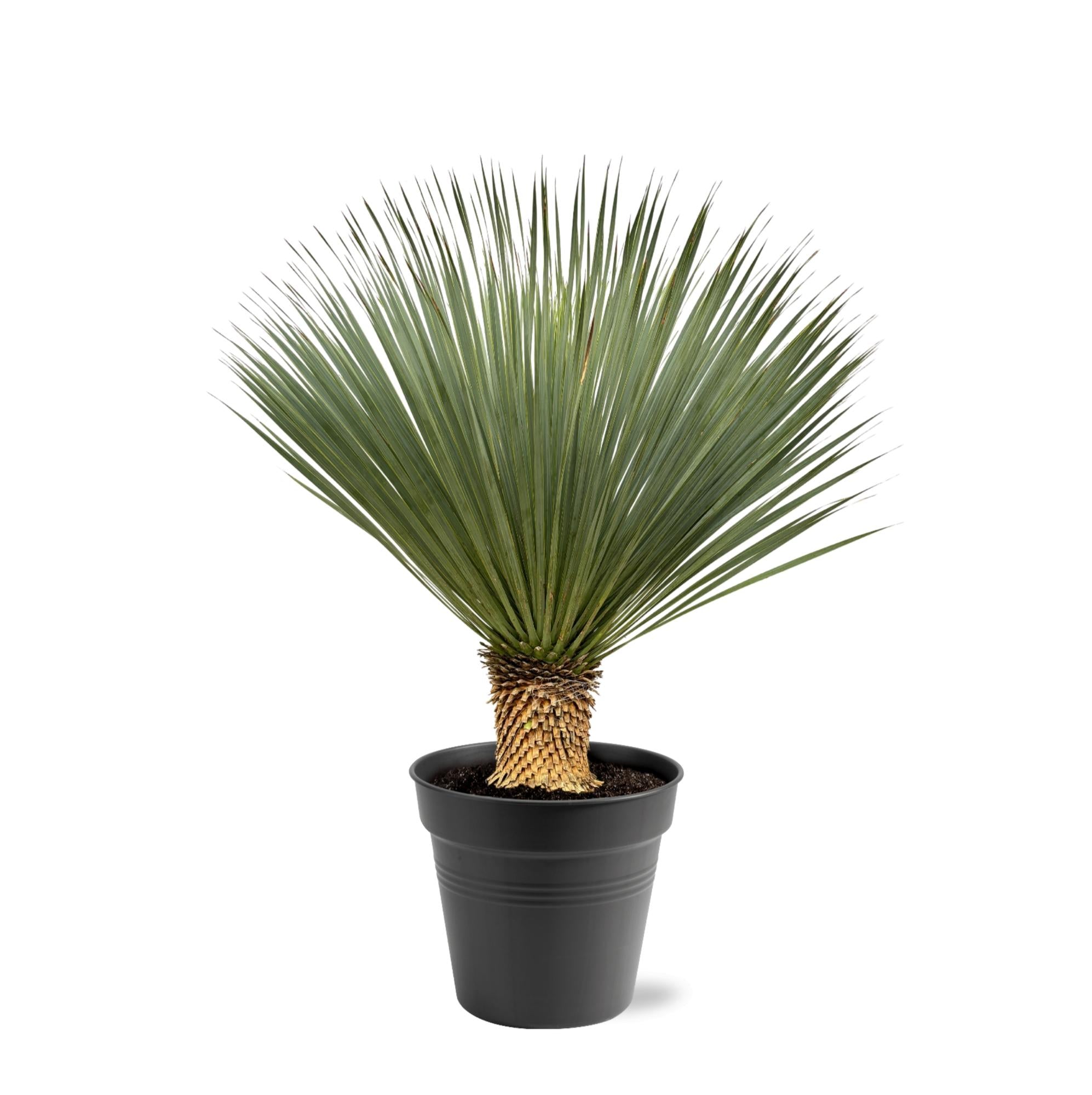 Everspring Yucca rostrata, robuste Palmlilie, grüne Pflanze mit schmalen Blättern, ideal für Garten und Zuhause