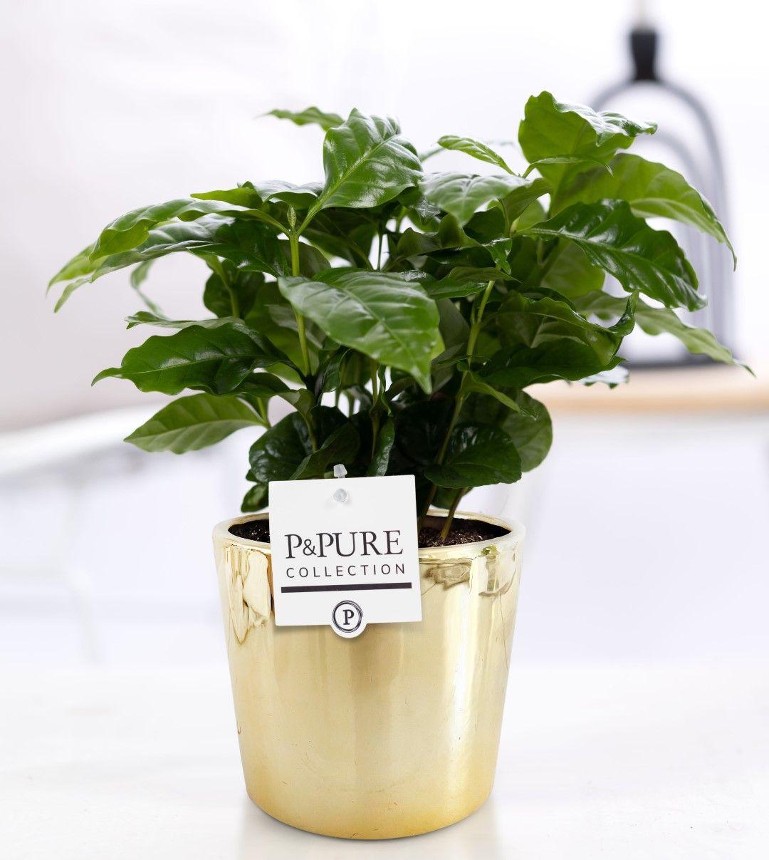 Coffea Arabica in P&amp;PURE Laryssa Ceramics Shiny Gold - Ø 12 cm - Höhe 20 cm - Wurzelwerk Design