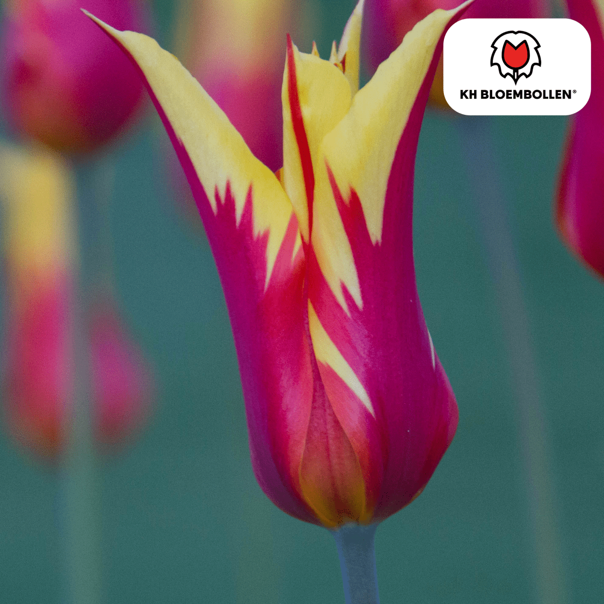 Tulpenzwiebeln Fire Wings – 20er - Pack | Papageien - Tulpe - Wurzelwerk Design