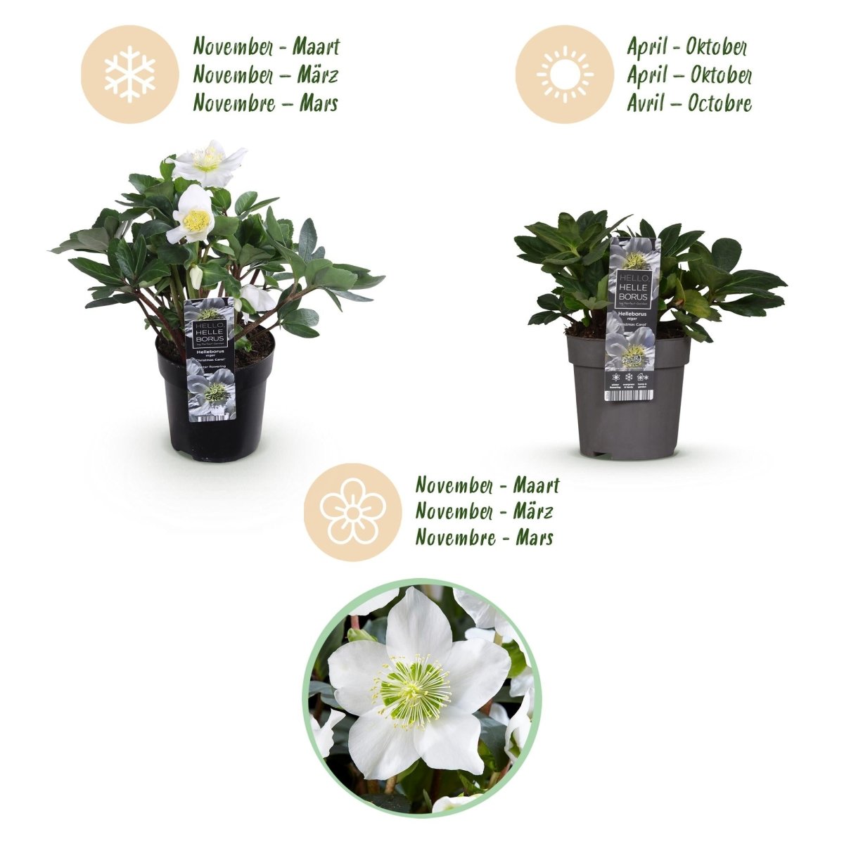 Christrose &