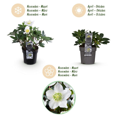Christrose &