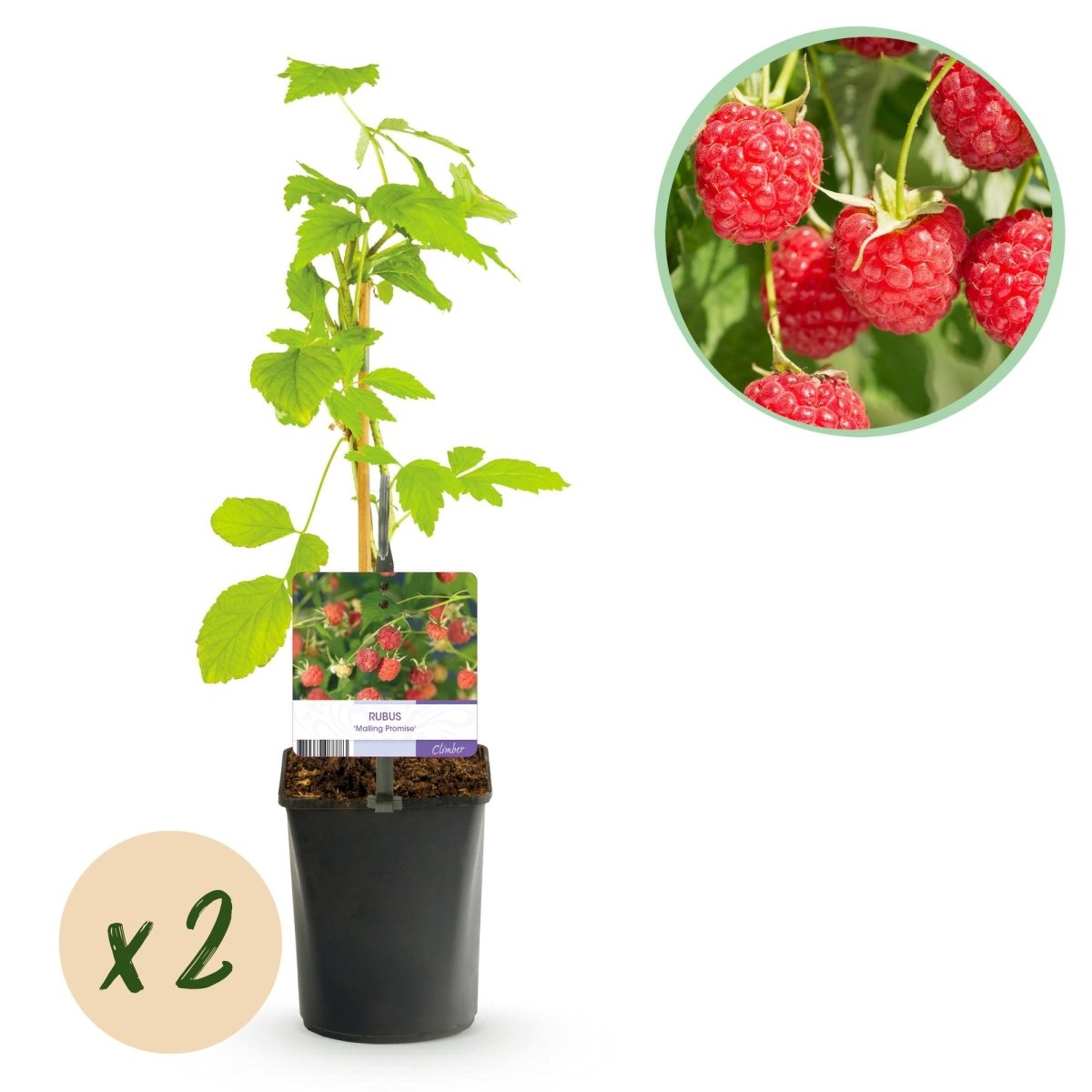 Himbeere ‚Malling Promise&