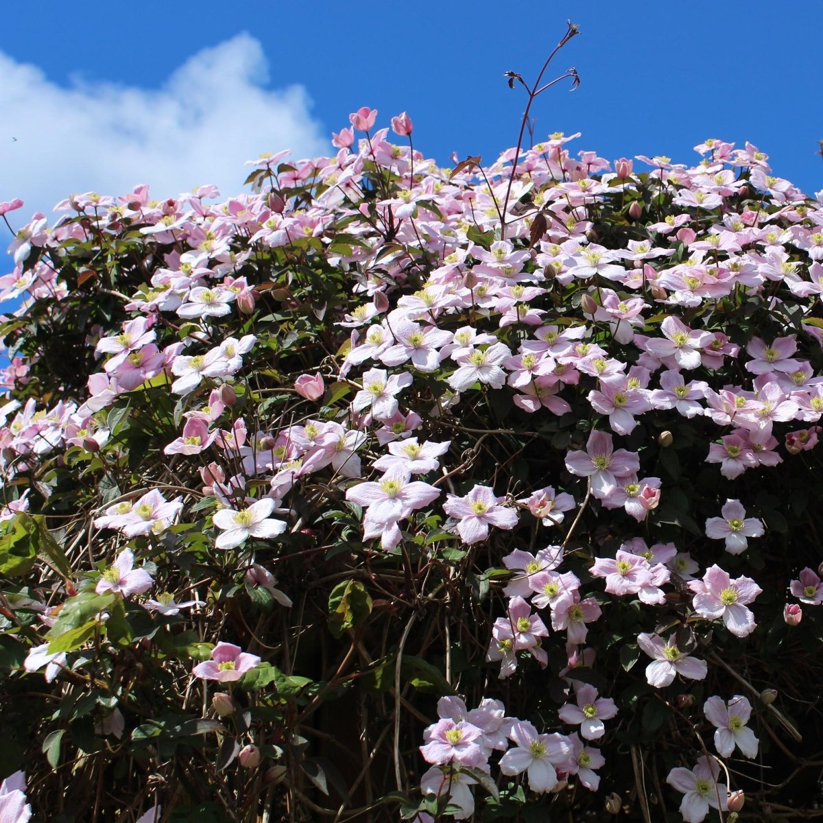 Kletterpflanzen - Mix | Clematis, Efeu, Geißblatt &amp; Trompetenblume – Farbenprächtige Kletterpflanzen für Garten &amp; Terrasse - Wurzelwerk Design