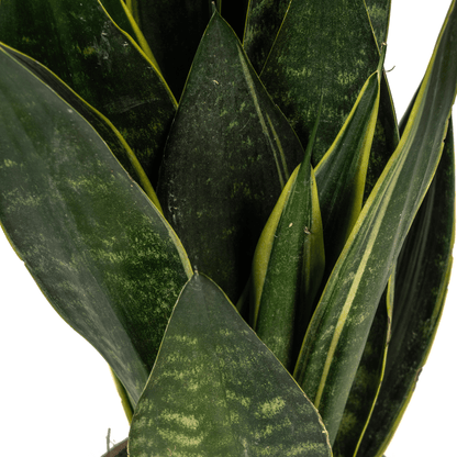 Sansevieria Futura Black – Elegante Schwiegermutterzunge - Wurzelwerk Design