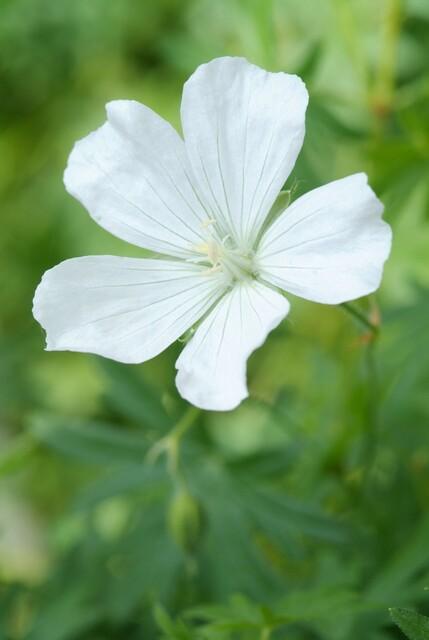 24x Geranium sanguineum ‘Album’ – Weißblühender Storchschnabel – Höhe 10–25 cm – Ø 9 cm Topf