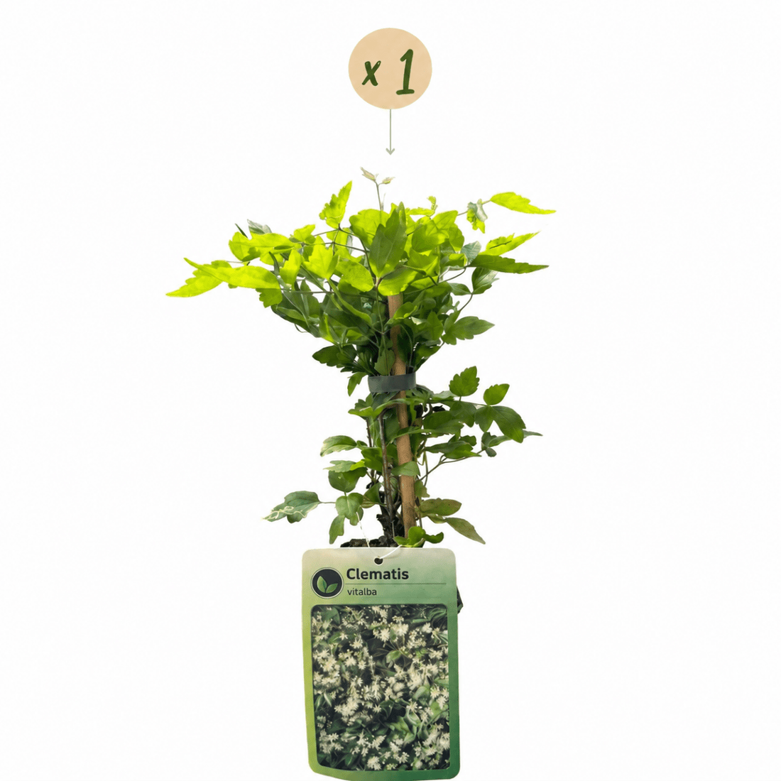 Gewöhnliche Waldrebe kaufen – Clematis vitalba | weiß, Ø 9 cm, Höhe 35 cm - Wurzelwerk Design