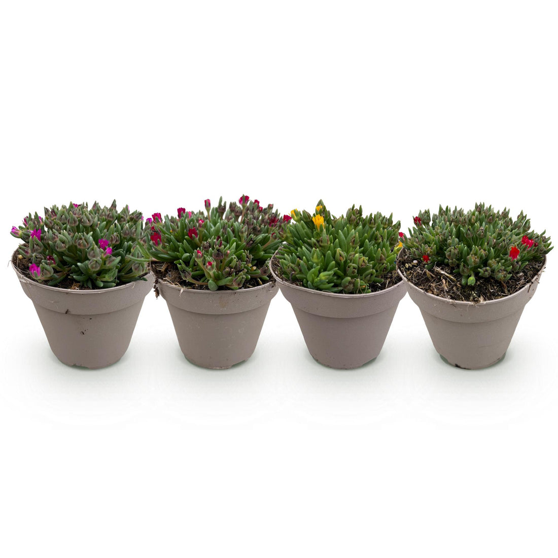 Bodendecker Delosperma | 4 winterharte Pflanzen – Rot, Gelb, Lila &amp; Rosa – Pflegeleicht