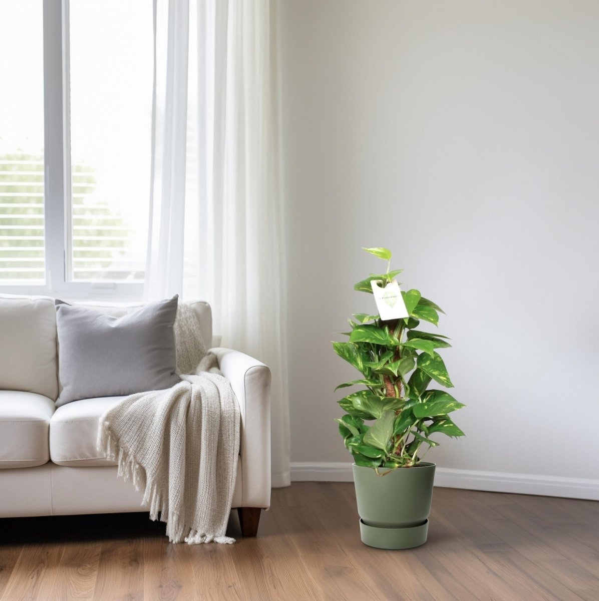 Epipremnum Pinnatum Mosstok 60cm Scindapsus - Ø15cm - ↕60cm - Wurzelwerk Design