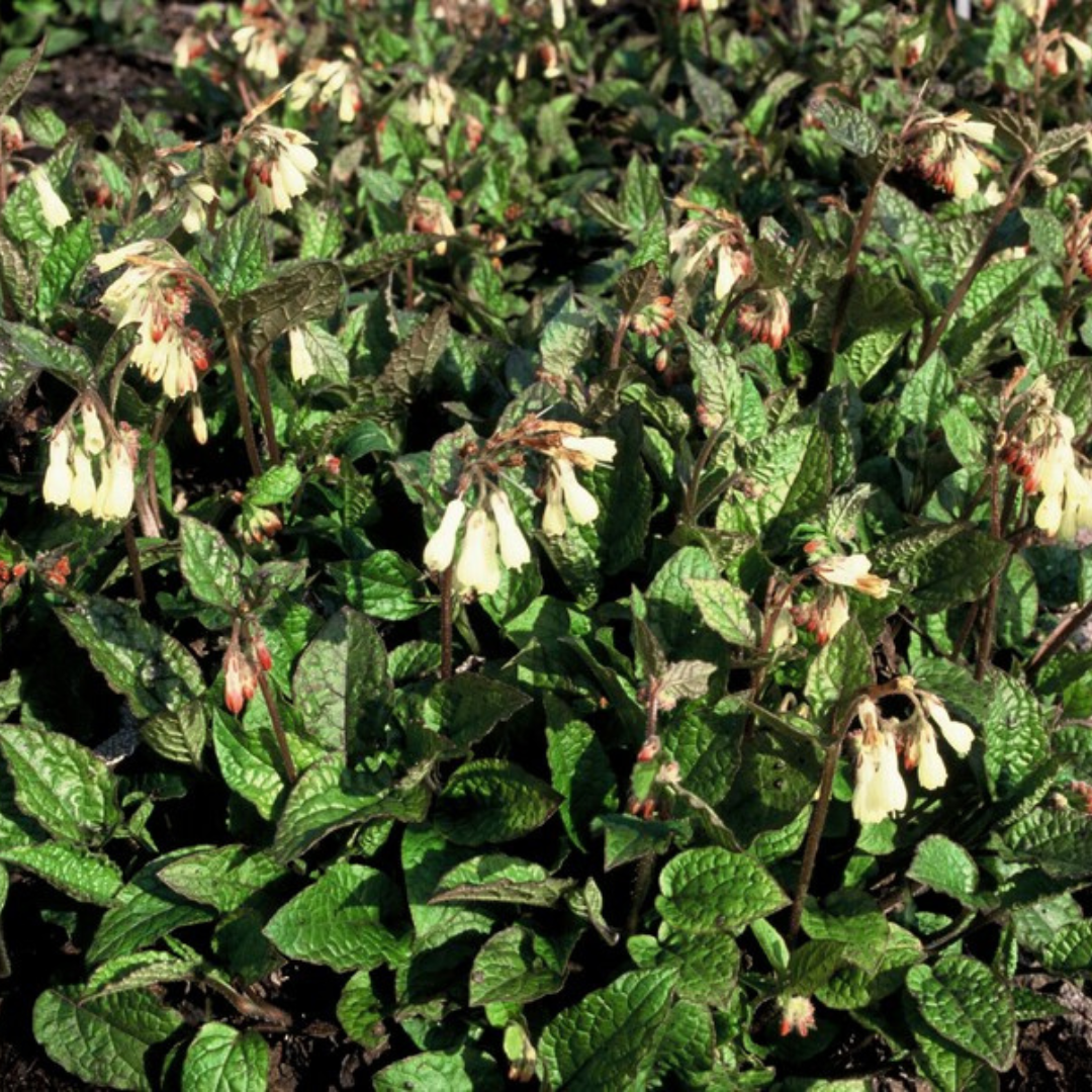 6x Symphytum grandiflorum - ↕10-25cm - Ø9cm