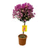 Bougainvillea Hochstamm - 110 cm - Ø 21 cm - Wurzelwerk Design