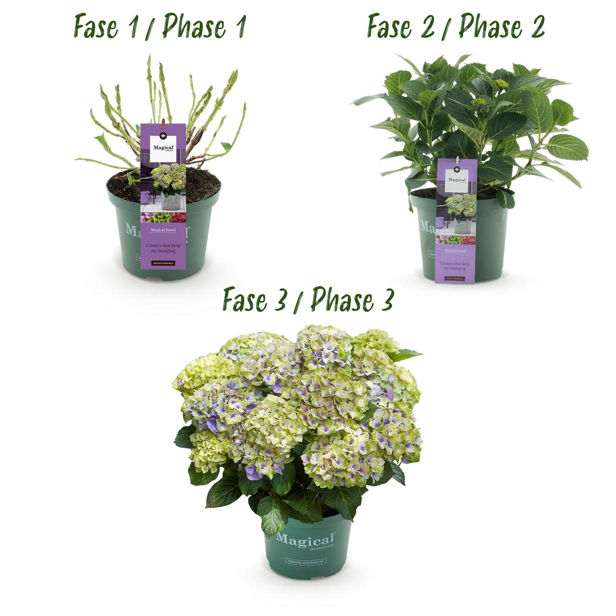 Hydrangea Magical Jewel Blue von Everspring, blauer Blumenstrauß im Topf, 23cm Durchmesser, 55cm hoch, mit 6-10 Blüten.