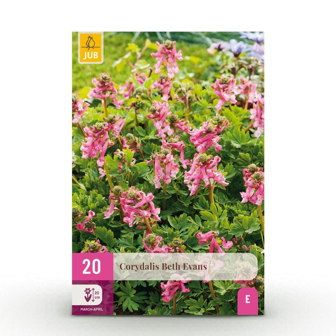 Blumenzwiebeln Corydalis Beth Evans | 20 Stück Weiß &amp; Lila – Zwiebelgröße 6/7 – XXL Pack - Wurzelwerk Design