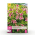 Blumenzwiebeln Corydalis Beth Evans | 20 Stück Weiß & Lila – Zwiebelgröße 6/7 – XXL Pack - Wurzelwerk Design