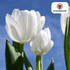 Catherina Tulpenzwiebeln – 20er - Pack | Weiß & edel - Wurzelwerk Design