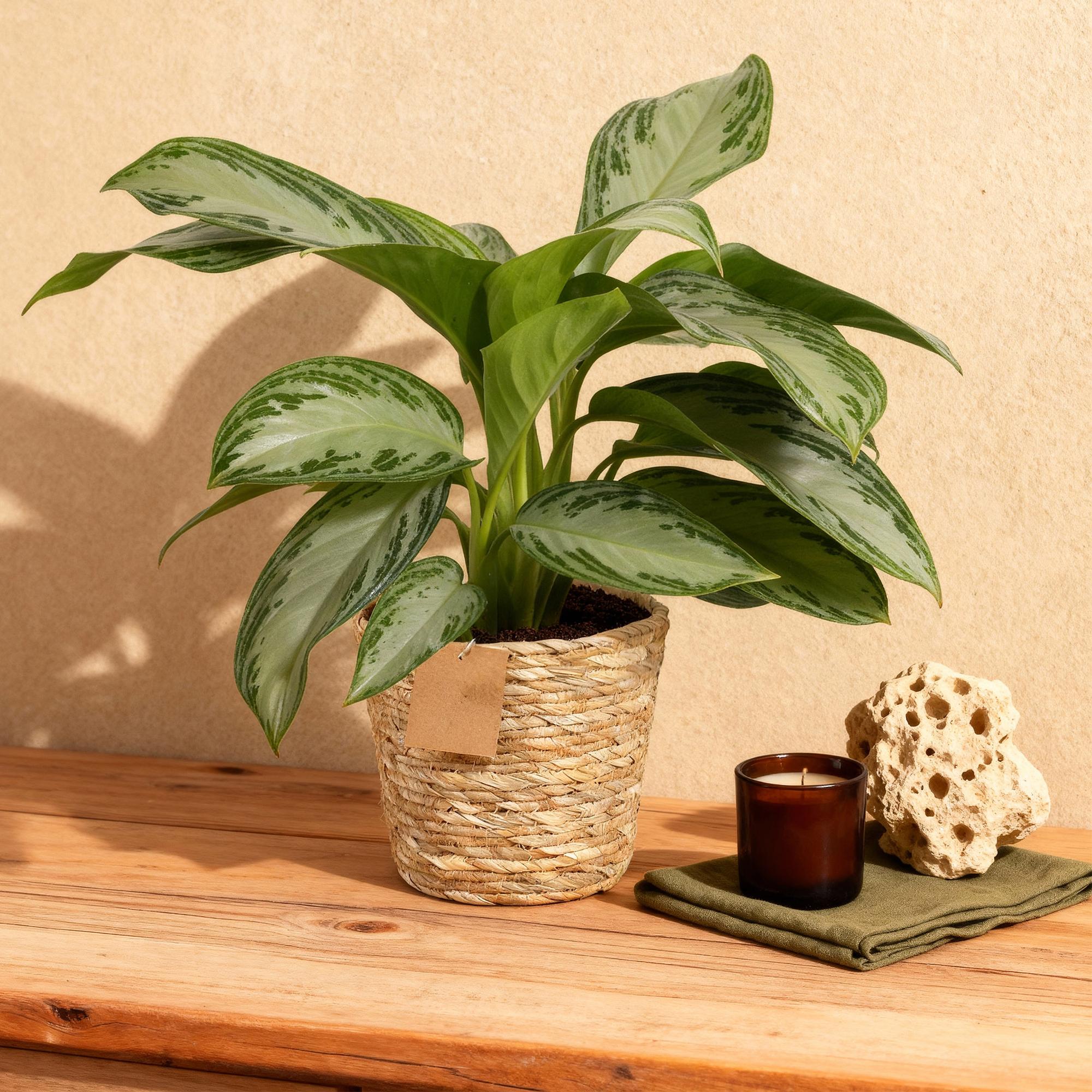 Everspring Aglaonema Silver Bay mit silbernen Blättern in Korb, Höhe 70-75cm, Zimmerpflanze für Innenräume