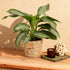 Everspring Aglaonema Silver Bay mit silbernen Blättern in Korb, Höhe 70-75cm, Zimmerpflanze für Innenräume