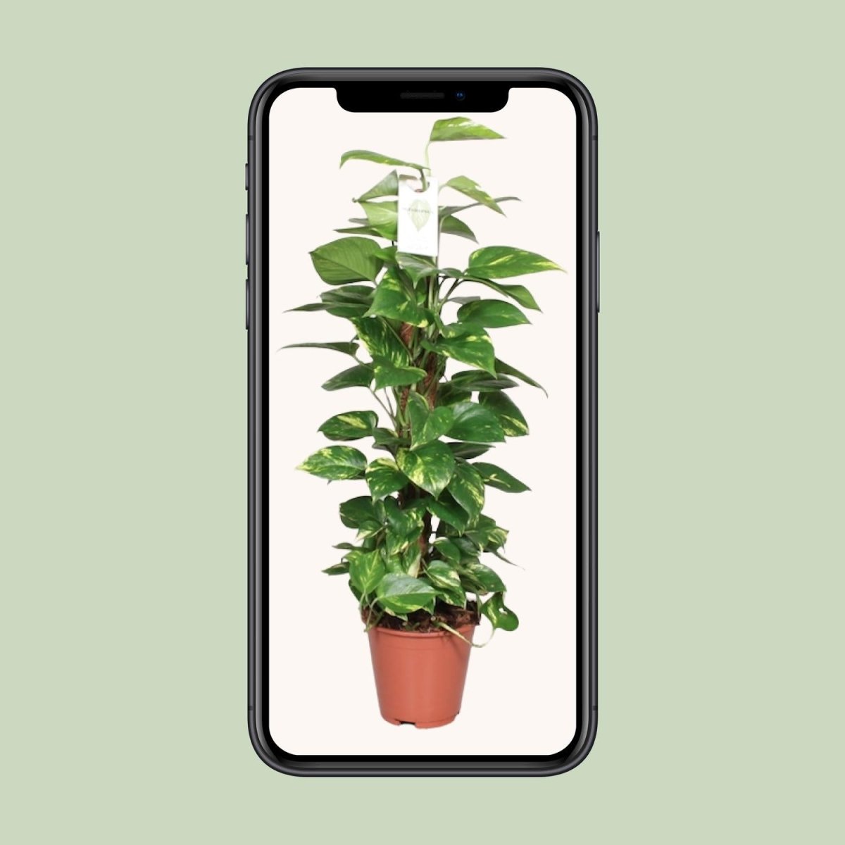 Epipremnum Pinnatum Mosstok 80cm Scindapsus - Ø19cm - ↕80cm - Wurzelwerk Design