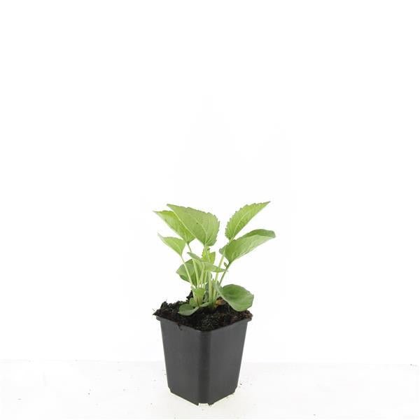 24x Echinacea purpurea ‘Magnus’ – Purpur - Sonnenhut für Staudenbeete &amp; Naturgärten – Höhe 10–25 cm – Ø 9 cm - Wurzelwerk Design
