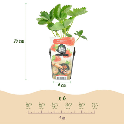 Drei winterharte Erdbeerpflanzen Fragaria &