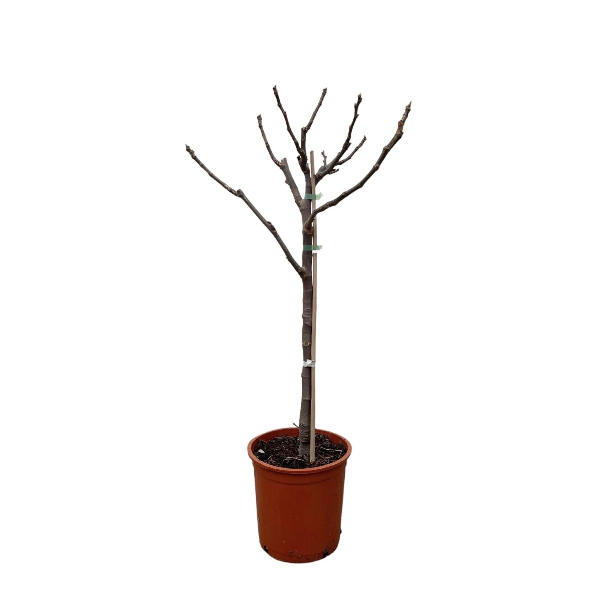 Ficus Carica – Echter Feigenbaum für Garten &amp; Terrasse - Wurzelwerk Design