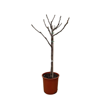 Ficus Carica – Echter Feigenbaum für Garten &amp; Terrasse - Wurzelwerk Design