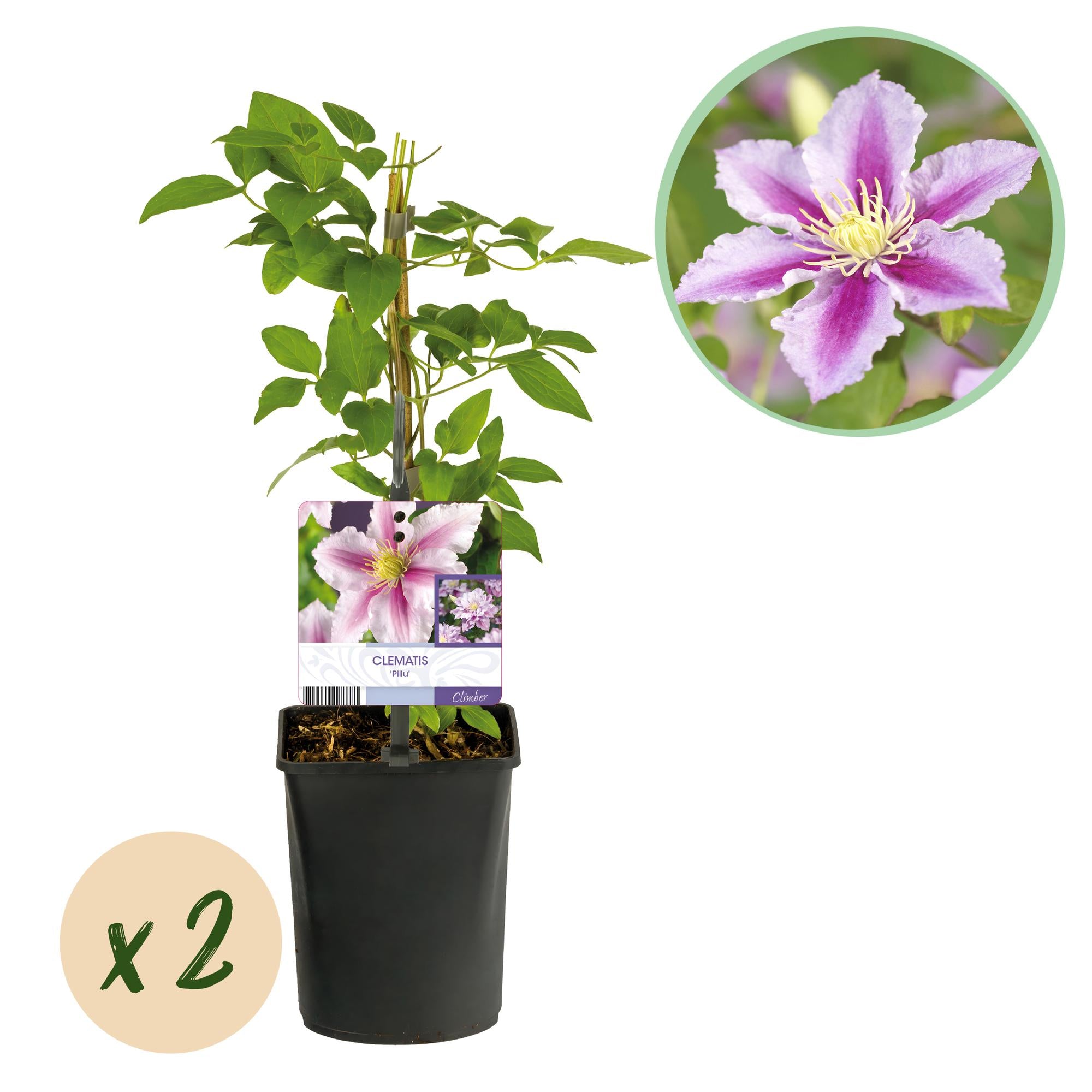 Clematis Piilu - Blüte Rosa - Wenig Pflege - 2 Pflanzen - Topf 11cm Höhe 40cm