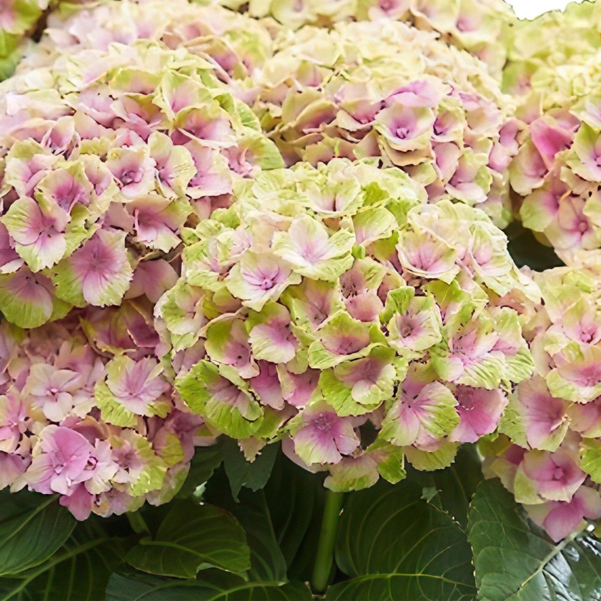 Balkon - Hortensie Magical Jewel Pink – 2 Pflanzen – 6–10 Blüten – Ø23 cm Topf – Höhe ca. 55 cm - Wurzelwerk Design