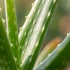 Zwei Aloe Vera Pflanzen von Everspring, Durchmesser 10,5 cm, Höhe 35-40 cm, grüne Sukkulenten in Topf, Nahaufnahme