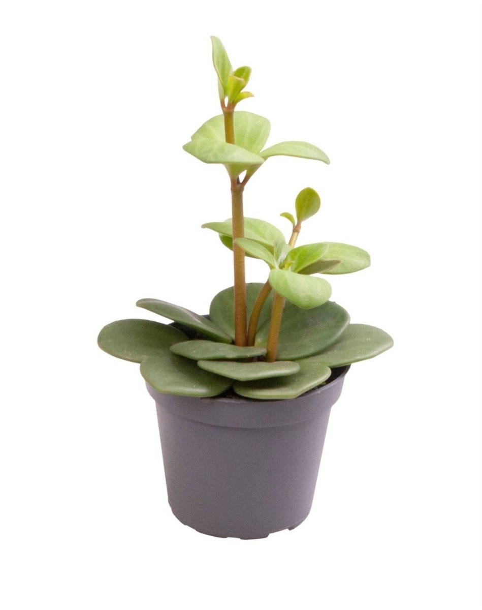 Peperomia &