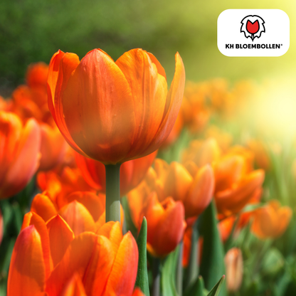 Tulpenzwiebel Icon – 20er-Pack | Gefüllt &amp; orange