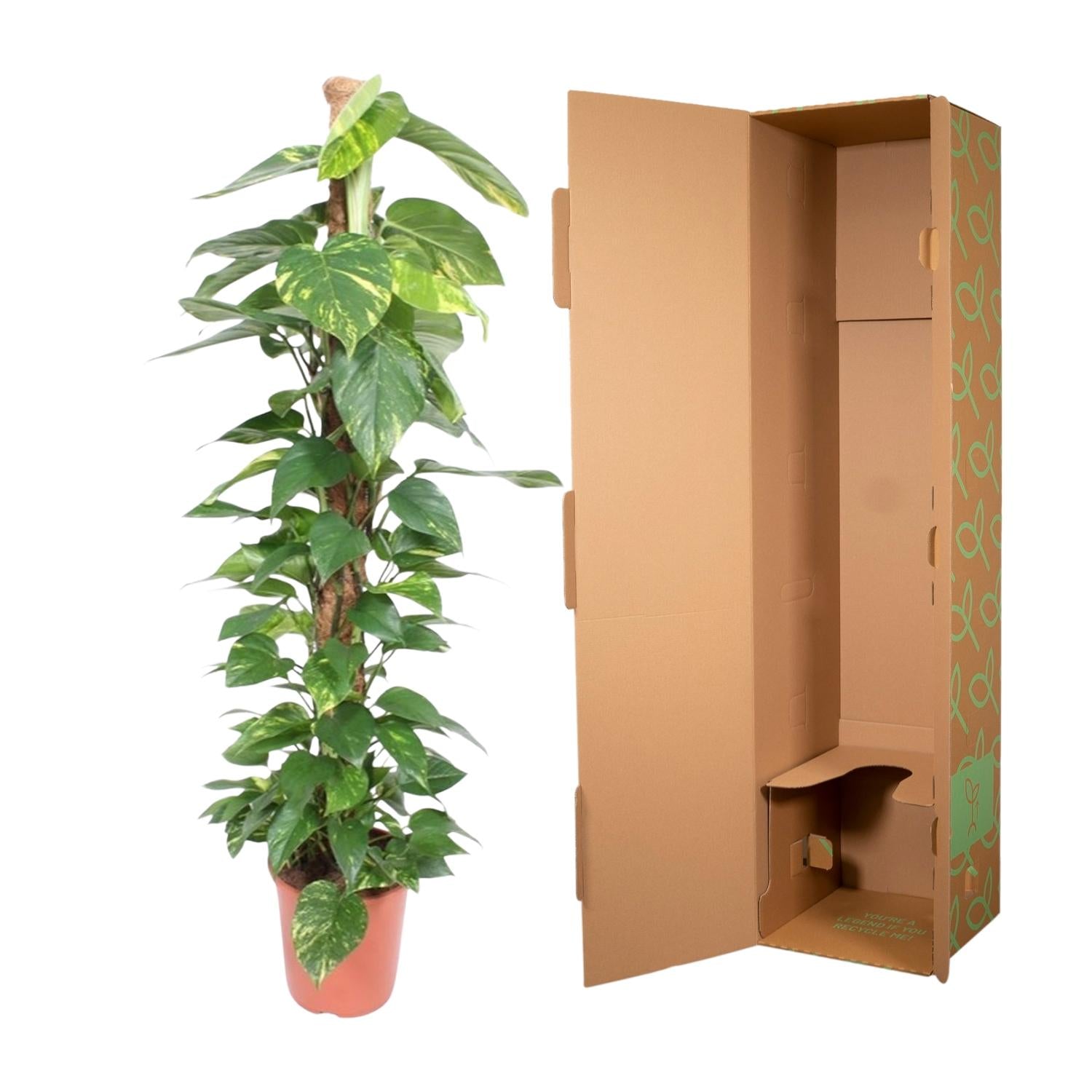 Epipremnum aureum „Mosstok“ | Efeutute am Moosstab – Pflegeleicht &amp; Luftreinigend