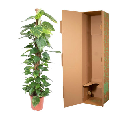 Epipremnum aureum „Mosstok“ | Efeutute am Moosstab – Pflegeleicht &amp; Luftreinigend