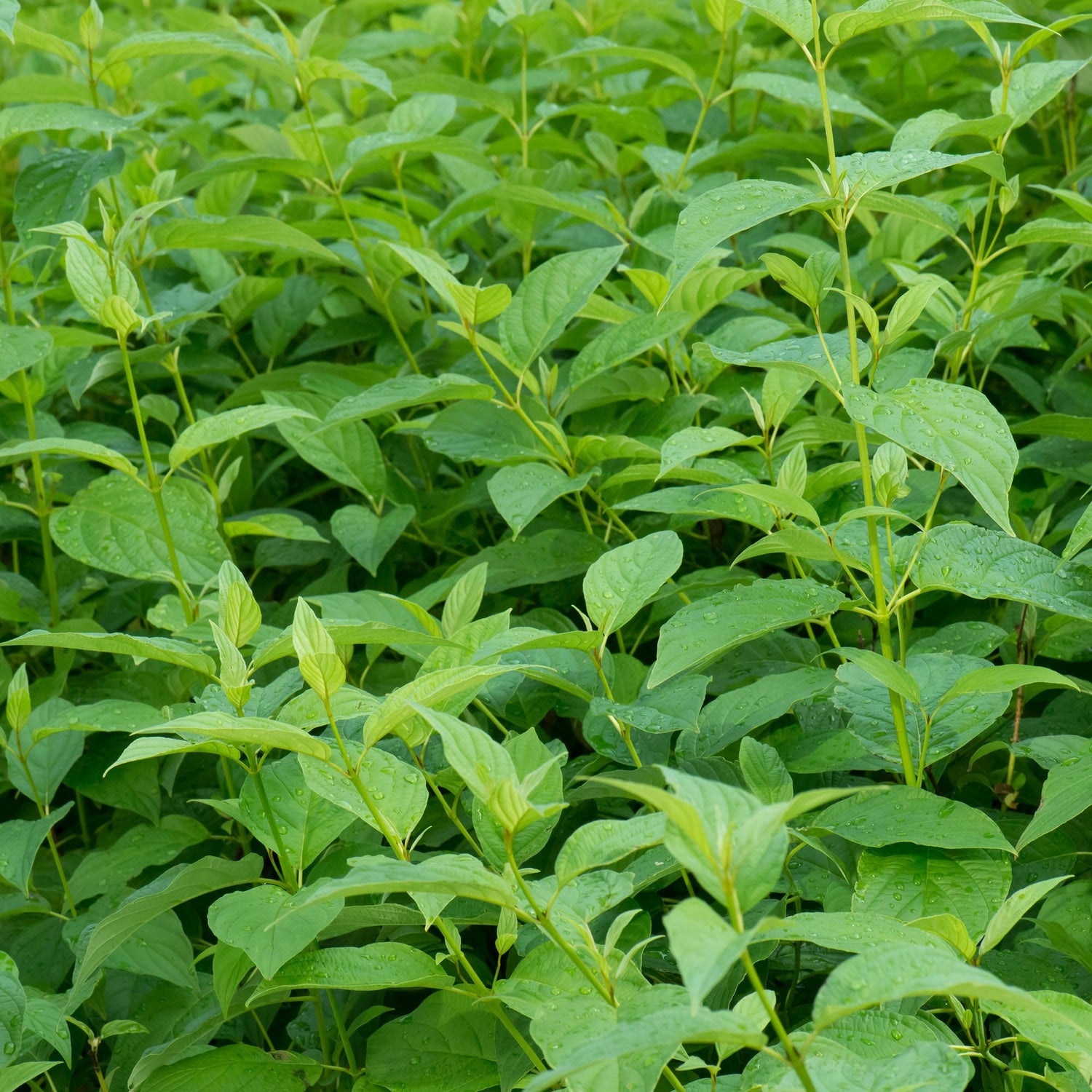 Everspring Cornus alba Flaviramea Pflanze mit grünen Zweigen, laubabwerfend, 45cm hoch, in Topf, pflegeleicht