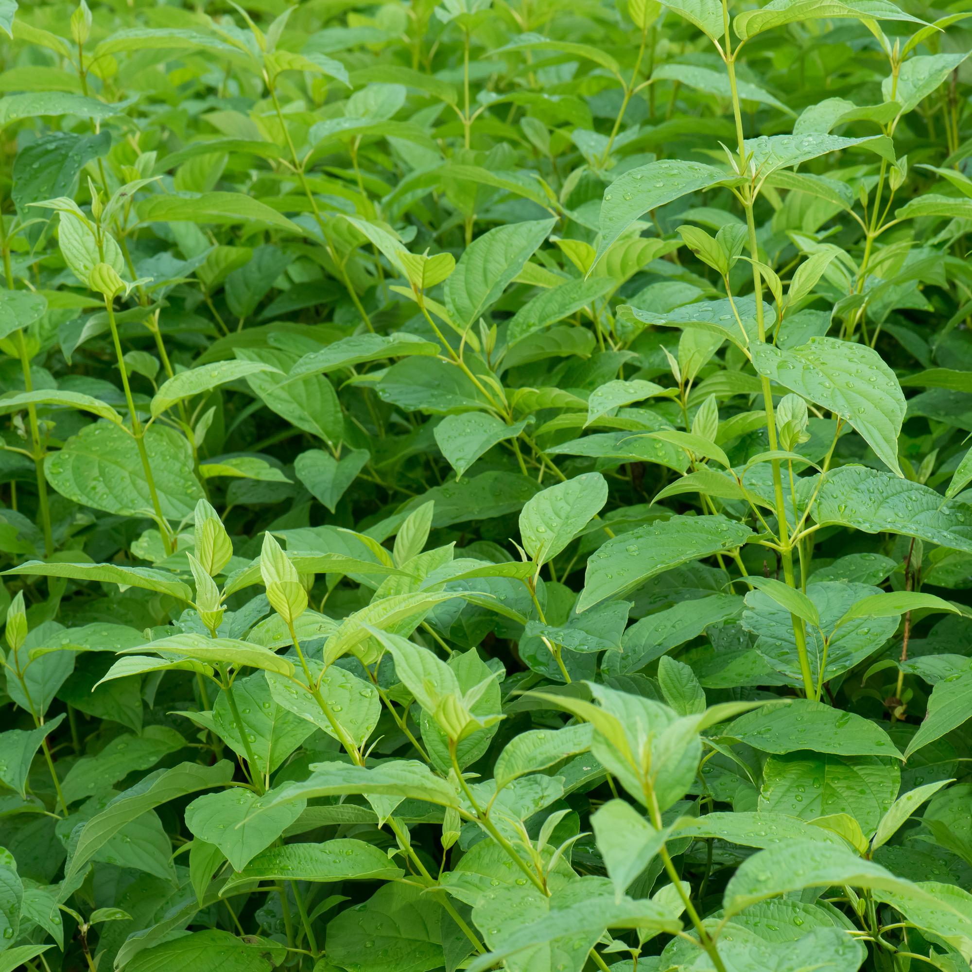 Everspring Cornus alba Flaviramea Pflanze mit grünen Zweigen, laubabwerfend, 45cm hoch, in Topf, pflegeleicht