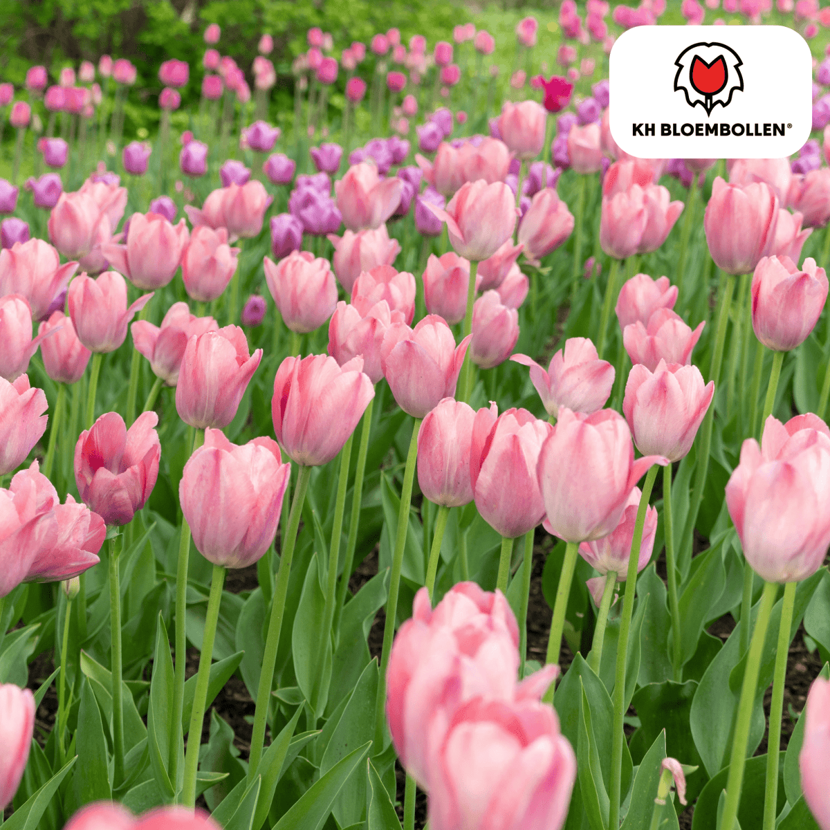 Tulpenzwiebeln Apricot Delight | 20 Stück - Wurzelwerk Design