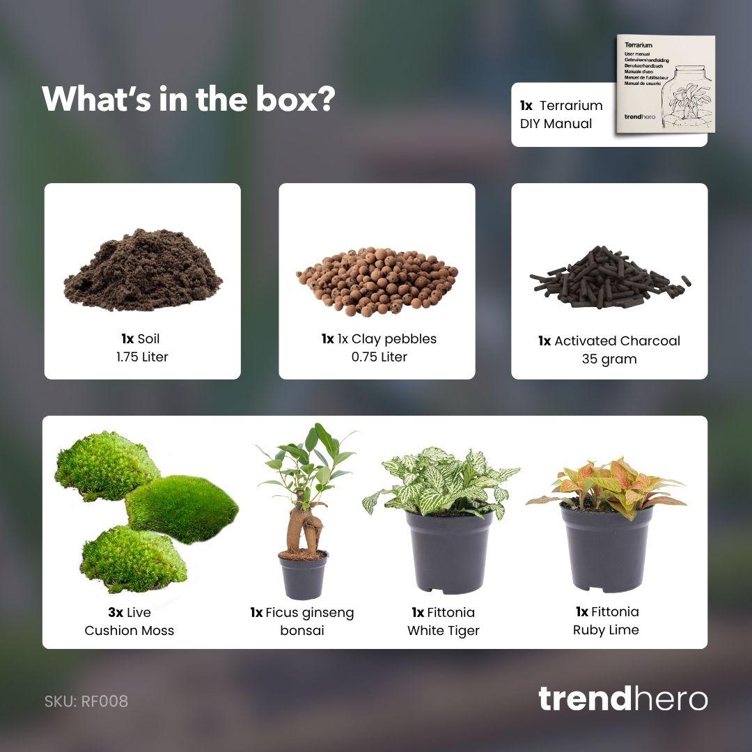 Nachfüllpackung für Pflanzenterrarien und Ficus Ginseng Bonsai Starterset von Everspring, inklusive Pflanzen und Zubehör.